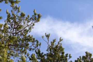 Pine cone tree on a blue sky
