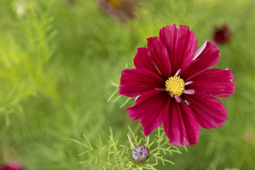 Red cosmos from the sunflower family