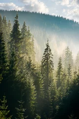 Vlies Fototapete Wälder Fichtenwald auf dem Hügel im Morgendunst. schöne Naturkulisse in schönem Licht