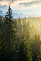 Naklejka premium spruce forest on the hill in morning light. lovely nature scenery in haze