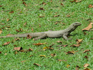 lizard