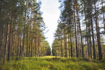 Fototapeta premium Pine forest. Yaroslavl region landscape. Russia