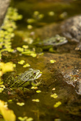 Lithobates clamitans, green frogs partially submerged in water next to a rock
