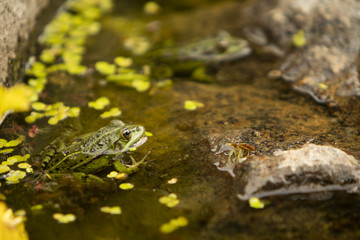 Lithobates clamitans, green frogs partially submerged in water next to a rock
