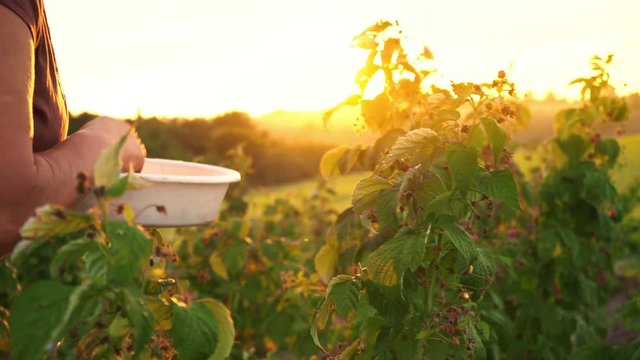 An elderly woman in white trousers, a brown T-shirt and a white hat rips raspberry berries from a bush and puts them in a white bowl, the harvest picker ripping off ripe berries on a sunset background