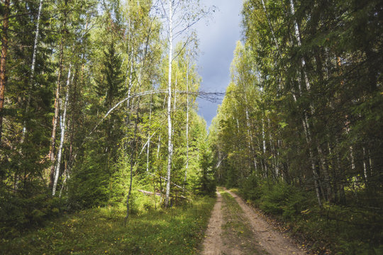 Fototapeta A country road through a mixed forest