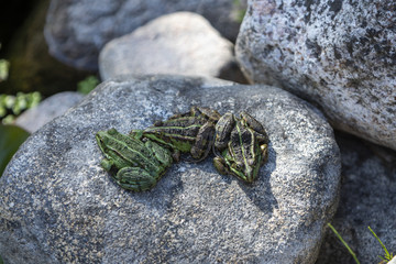 Multiple Lithobates clamitans, green frogs having a party on a rock
