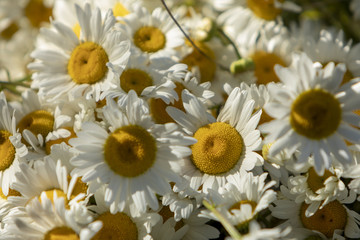 A bouquet of Daisies also known as Bellis perennis © Janisphoto