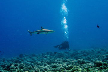 diving with sharks in blue ocean of polynesia