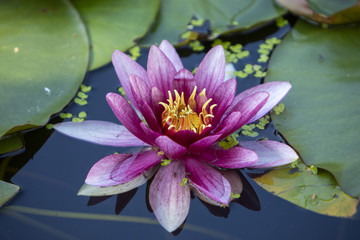 A pink water lily also known as Nymphaeaceae with a yellow center amongst huge green leaves in water