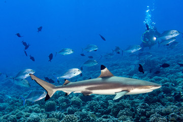 diving with sharks in blue ocean of polynesia
