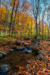 brook among stones and foliage in forest. beautiful autumn scenery on a bright day