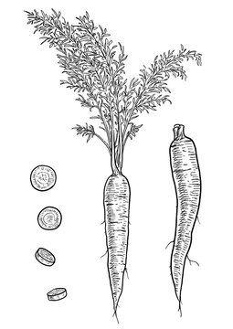 Carrot illustration, drawing, engraving, ink, line art, vector