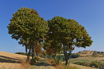 Usseln, Germany - Tree-lined country lane in autumn with rolling hills and blue sky in the background