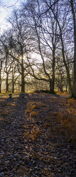 Woodland Sceane