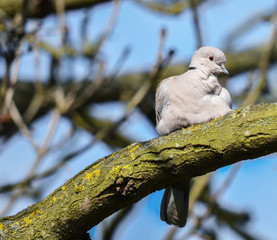 Collared Dove