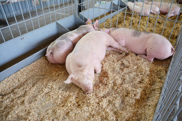 Pigs on countryside farm.  Pigs farming.