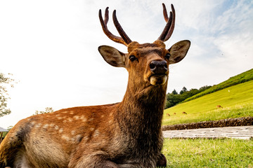 deer in summer