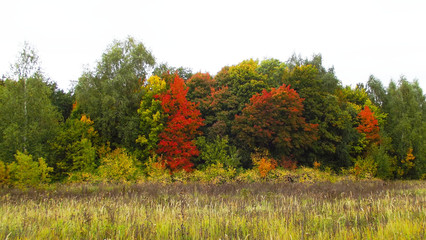 Picturesque multi-colored forest.Autumn landscape.