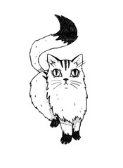 Cat on a white background. Handmade, hand drawn vintage illustration.