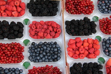 Colorful berries
