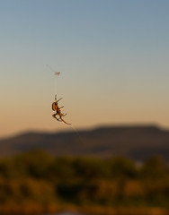 Obraz na płótnie Canvas Close-up of a spider and its net