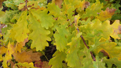 Beautiful oak leaves.Autumn in the forest.