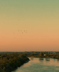 Beatiful migratory birds flying over the river during sunset
