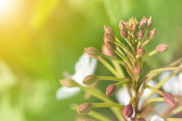 Green nature bokeh background