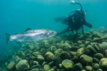 Trucha (trout) fish and underwater photographer in fresh water lake in Patagonia