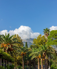Fototapeta na wymiar Vertical capture of mountains and trees with the blue sky from Budva oldtown - Montenegro