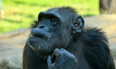 Chimpanzee