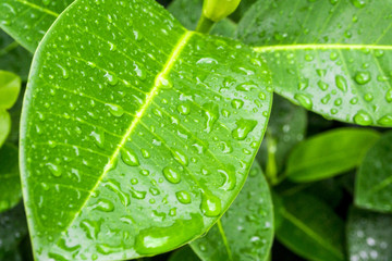 Dew drops on leaf close up