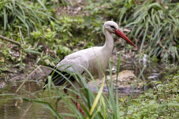 Cigogne blanche - Ciconia ciconia - dans le marais