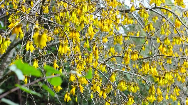 Medium shot of flowering tree in full yellow bloom.