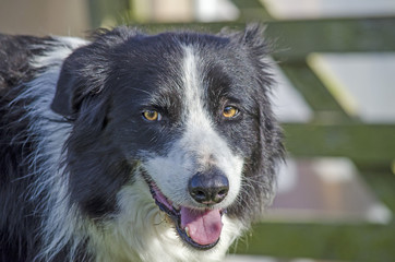 Border Collie Sheepdog