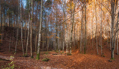 Colorful panorama of an autumn forest