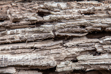 The rotten old rotten wooden log is sprinkled with beetle bark beetles