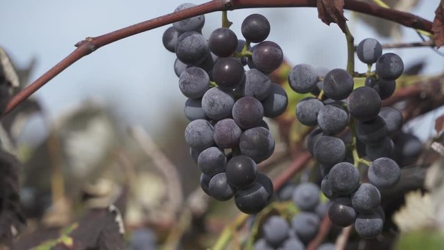 Wine Vineyard Beamsville Ontario Niagara Wine Region