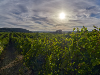 Sunset over vineyards in Vrancea, near Focsani, Romania, at harvest time