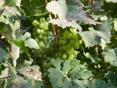 White grapes in a vineyard in Vrancea, near Focsani, Romania, at harvest time