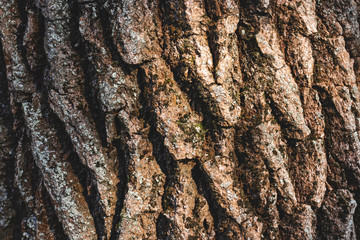 Close up texture of brown bark of tree