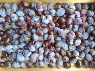 organic plums in a wooden box. Top view of natural and healthy fuits (just pick from the tree)