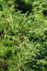 close up of bright green bushes in park during sunny day