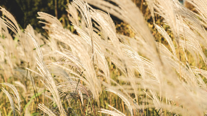 panoramic view of beautiful yellow plants growing on field