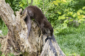 Loutre d’Europe - Lutra lutra - en gros plan
