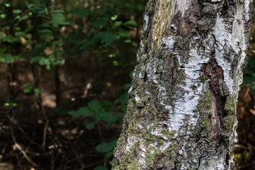 birch trunk