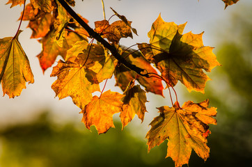 Maple leaves in Autumn
