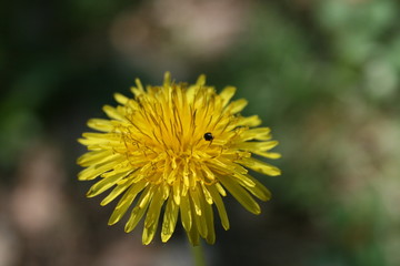 dandelion on green background