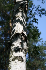 birch in the park